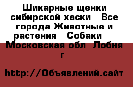 Шикарные щенки сибирской хаски - Все города Животные и растения » Собаки   . Московская обл.,Лобня г.